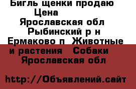 Бигль щенки продаю › Цена ­ 35 000 - Ярославская обл., Рыбинский р-н, Ермаково п. Животные и растения » Собаки   . Ярославская обл.